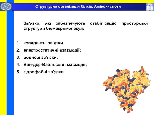 Зв'язки, які забезпечують стабілізацію просторової структури біомакромолекул: ковалентні зв'язки; електростатичні взаємодії; водневі