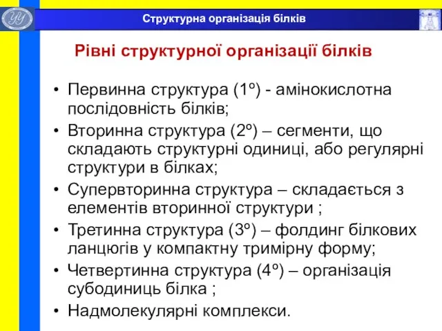 Рівні структурної організації білків Первинна структура (1º) - амінокислотна послідовність білків; Вторинна