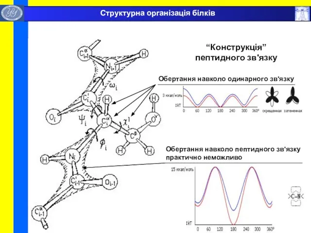 “Конструкція” пептидного зв'язку Обертання навколо одинарного зв'язку Обертання навколо пептидного зв'язку практично неможливо Структурна організація білків