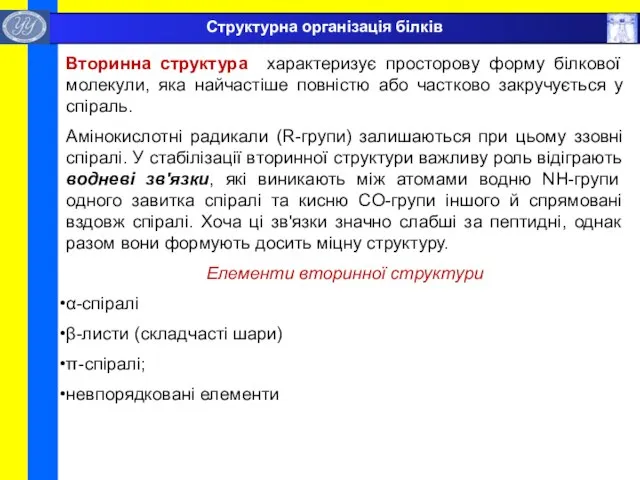 Вторинна структура характеризує просторову форму білкової молекули, яка найчастіше повністю або частково