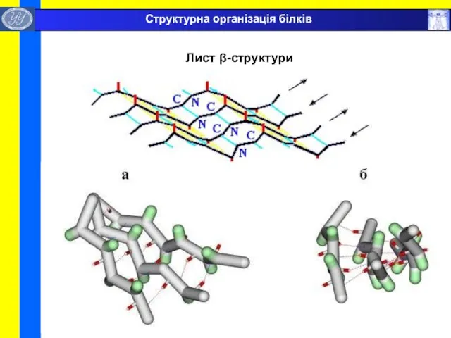 Лист β-структури Структурна організація білків