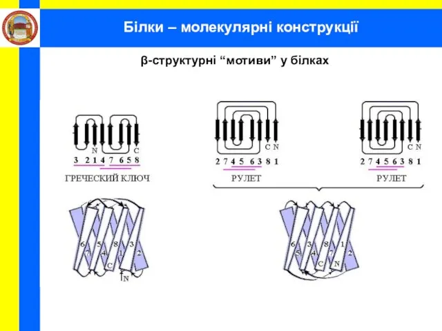 Білки – молекулярні конструкції β-структурні “мотиви” у білках