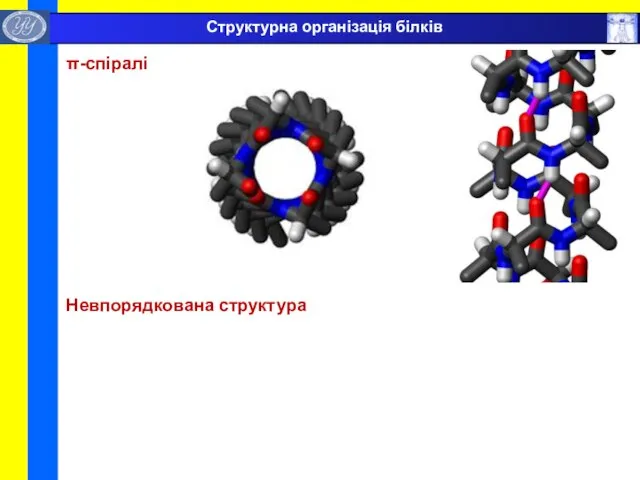 π-спіралі Невпорядкована структура Структурна організація білків