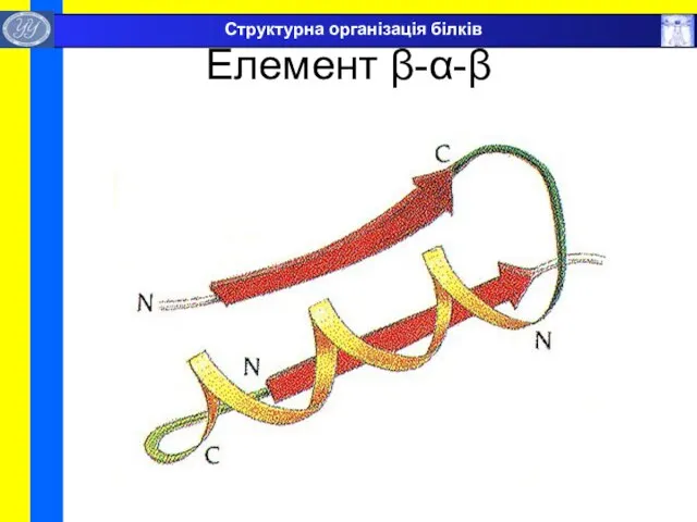 Елемент β-α-β Структурна організація білків