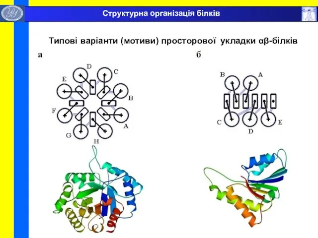 Типові варіанти (мотиви) просторової укладки αβ-білків Структурна організація білків