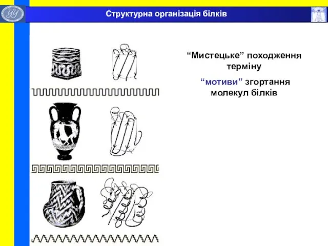 “Мистецьке” походження терміну “мотиви” згортання молекул білків Структурна організація білків