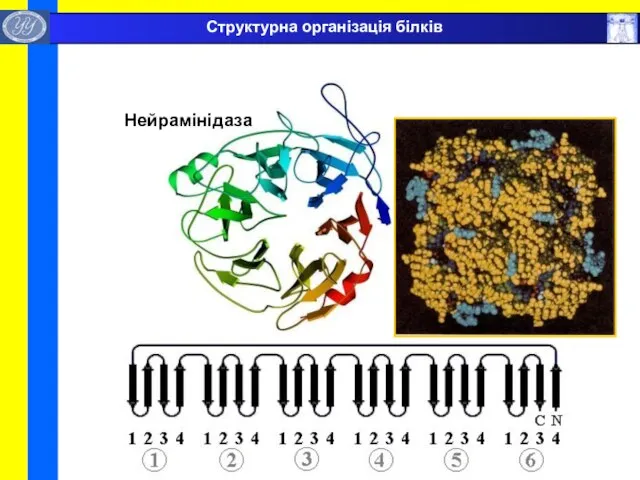 Нейрамінідаза Структурна організація білків