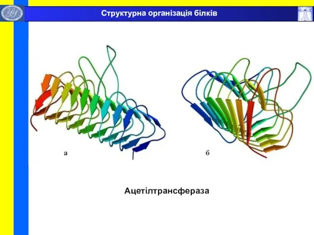 Ацетілтрансфераза Структурна організація білків