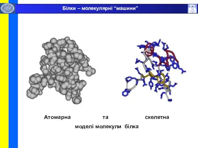 Атомарна та скелетна моделі молекули білка Білки – молекулярні “машини”