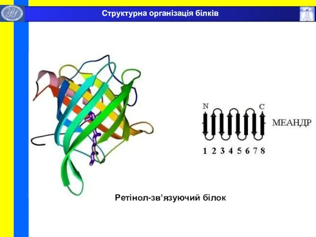 Ретінол-зв’язуючий білок Структурна організація білків