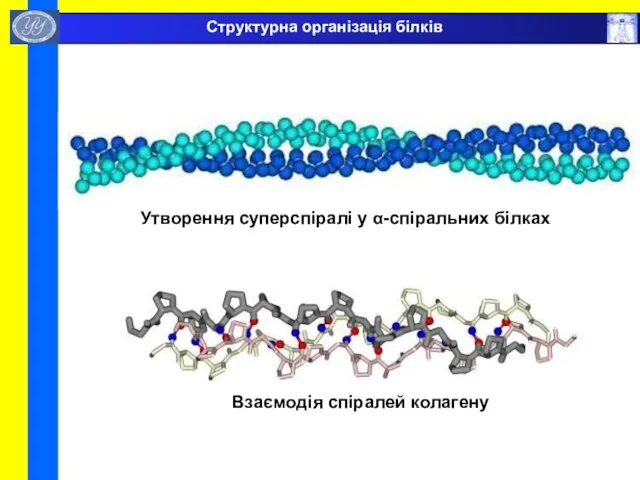 Утворення суперспіралі у α-спіральних білках Взаємодія спіралей колагену Структурна організація білків
