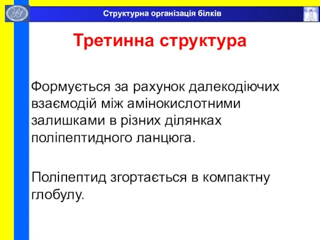 Третинна структура Формується за рахунок далекодіючих взаємодій між амінокислотними залишками в різних