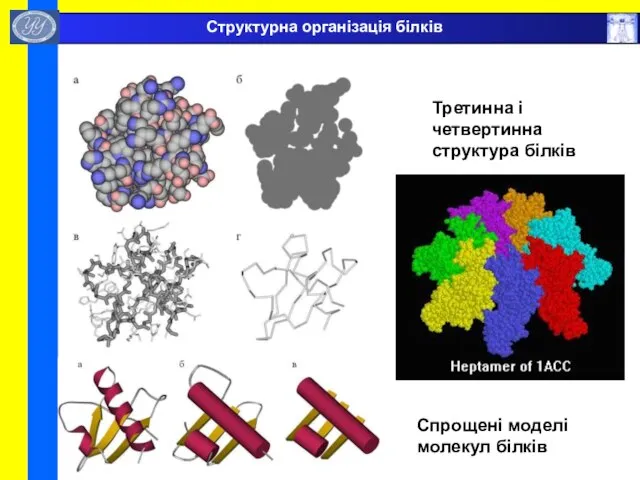 Спрощені моделі молекул білків Третинна і четвертинна структура білків Структурна організація білків