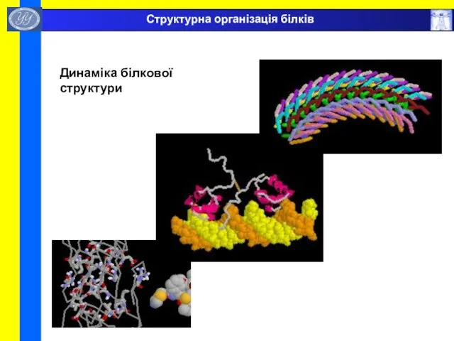 Динаміка білкової структури Структурна організація білків