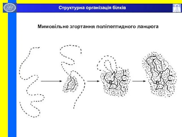 Мимовільне згортання поліпептидного ланцюга Структурна організація білків