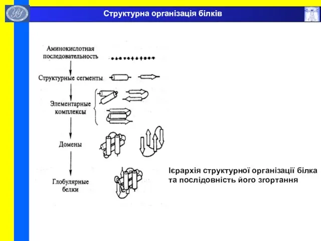 Ієрархія структурної організації білка та послідовність його згортання Структурна організація білків