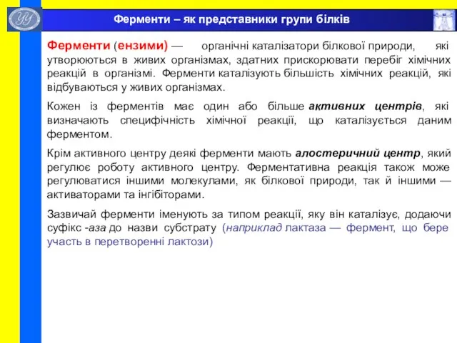 Ферменти – як представники групи білків Ферменти (ензими) — органічні каталізатори білкової