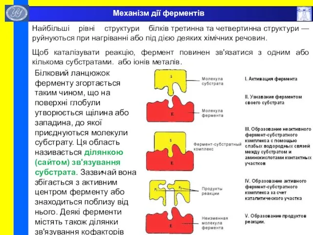 Механізм дії ферментів Найбільші рівні структури білків третинна та четвертинна структури —