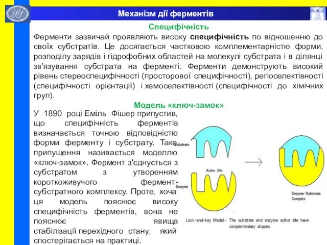 Механізм дії ферментів Специфічність Ферменти зазвичай проявляють високу специфічність по відношенню до