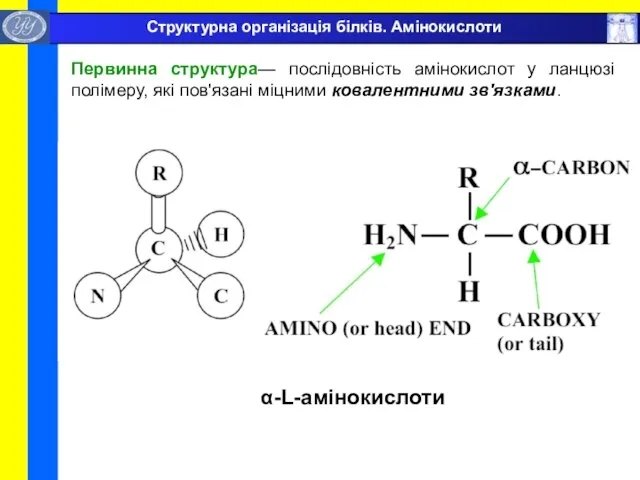 α-L-амінокислоти Структурна організація білків. Амінокислоти Первинна структура— послідовність амінокислот у ланцюзі полімеру,