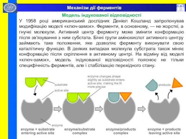 Механізм дії ферментів Модель індукованої відповідності У 1958 році американський дослідник Деніел