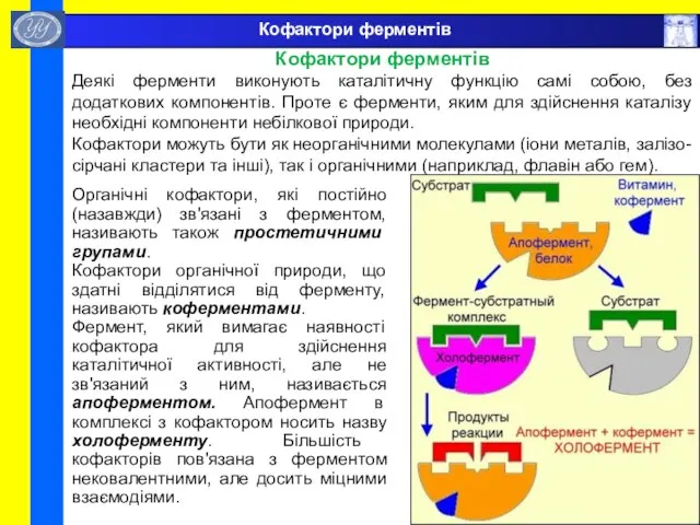 Кофактори ферментів Кофактори ферментів Деякі ферменти виконують каталітичну функцію самі собою, без