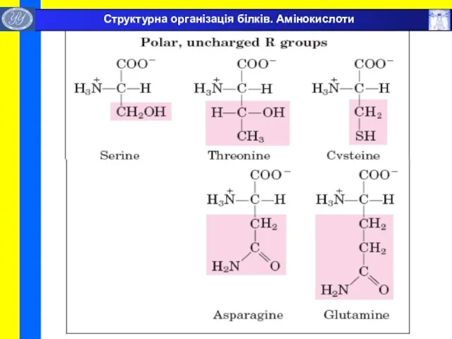 Структурна організація білків. Амінокислоти