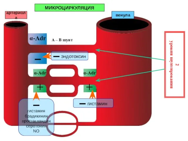 МИКРОЦИРКУЛЯЦИЯ артериола венула 2 уровня шунтирования А – В шунт α-Adr ▬