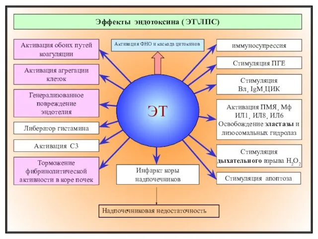 Терапия: зависит от ВИДА шока и стадии анальгетики¸ восполнение объема или крови¸