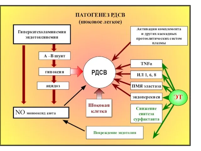 ПАТОГЕНЕЗ РДСВ (шоковое легкое) РДСВ А –В шунт гипоксия ацидоз Гиперкатехоламинемия эндотоксинемия