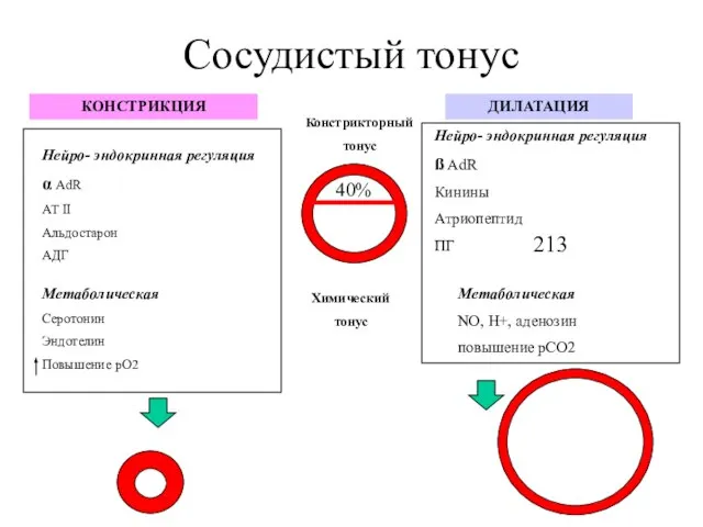 Сосудистый тонус 213 40% Химический тонус Констрикторный тонус Нейро- эндокринная регуляция α