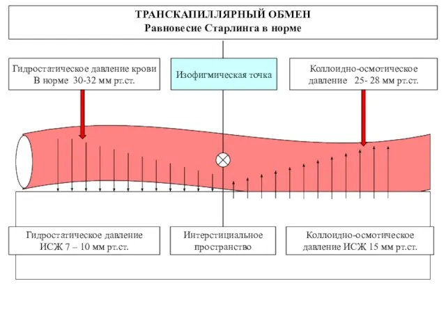 Интерстициальное пространство ТРАНСКАПИЛЛЯРНЫЙ ОБМЕН Равновесие Старлинга в норме Гидростатическое давление крови В