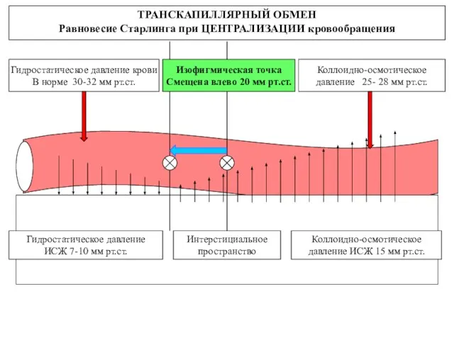 Интерстициальное пространство ТРАНСКАПИЛЛЯРНЫЙ ОБМЕН Равновесие Старлинга при ЦЕНТРАЛИЗАЦИИ кровообращения Гидростатическое давление крови