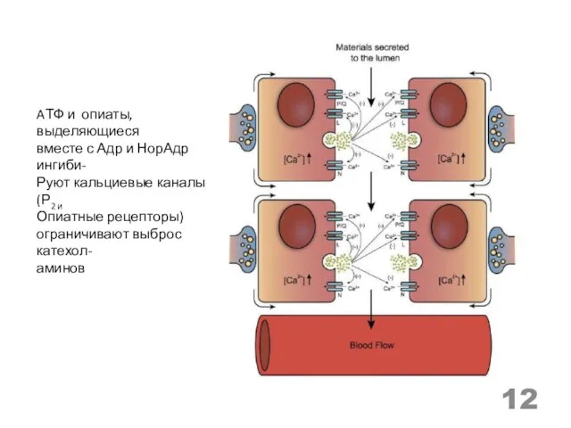 AТФ и опиаты, выделяющиеся вместе с Адр и НорАдр ингиби- Руют кальциевые