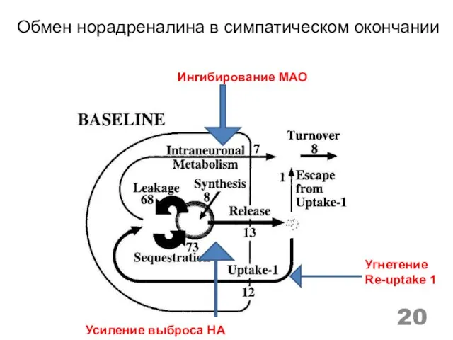 Обмен норадреналина в симпатическом окончании