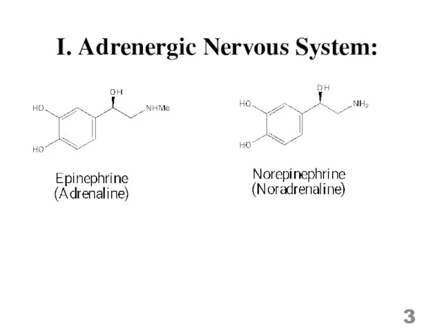 I. Adrenergic Nervous System: