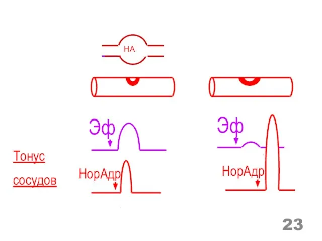 НА Эф Эф НорАдр НорАдр Тонус сосудов
