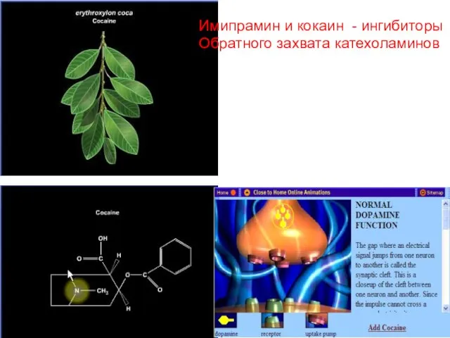 Имипрамин и кокаин - ингибиторы Обратного захвата катехоламинов