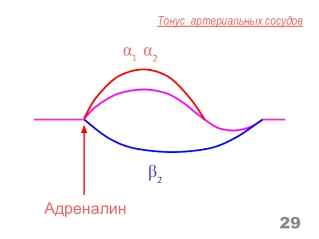 α1 α2 β2 Тонус артериальных сосудов Адреналин