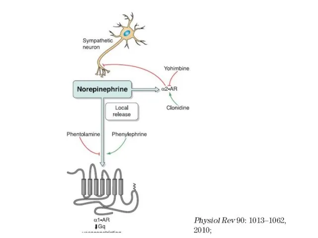 Physiol Rev 90: 1013–1062, 2010;