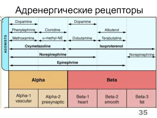 Адренергические рецепторы