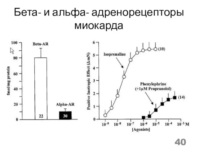 Бета- и альфа- адренорецепторы миокарда