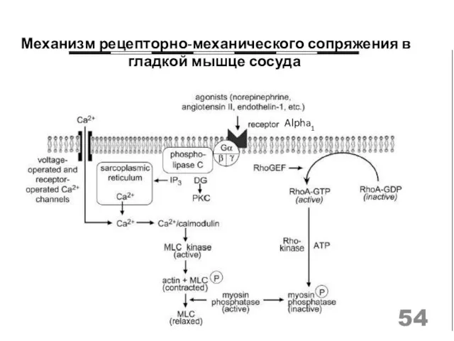 Механизм рецепторно-механического сопряжения в гладкой мышце сосуда Alpha1