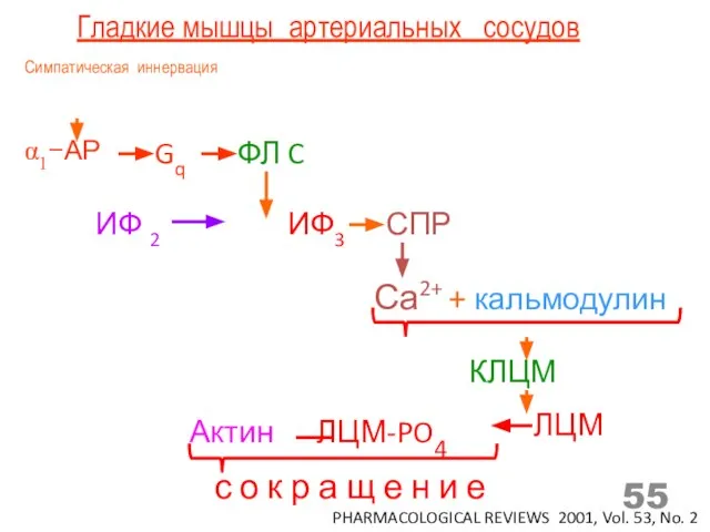 Гладкие мышцы артериальных сосудов α1−АР ФЛ C Gq ИФ 2 ИФ3 Симпатическая