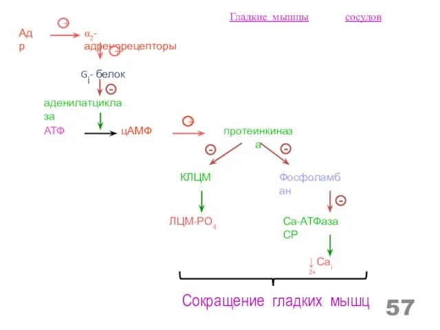 Gi- белок аденилатциклаза Адр α2- адренорецепторы + протеинкиназа АТФ цАМФ КЛЦМ +