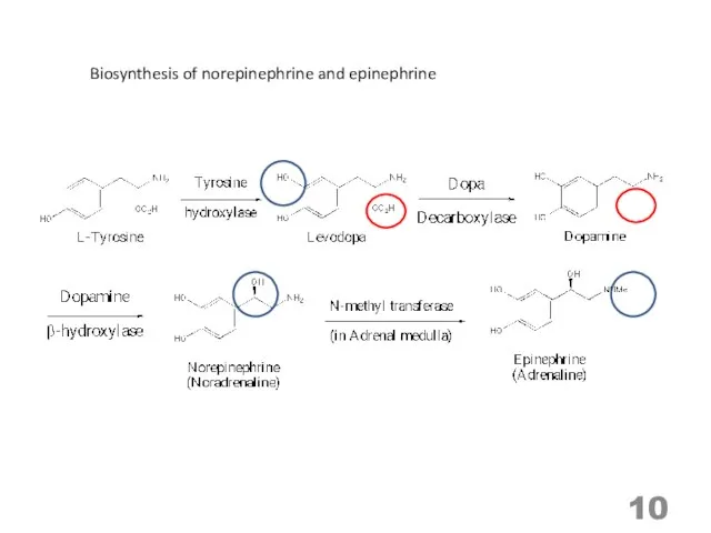 Biosynthesis of norepinephrine and epinephrine