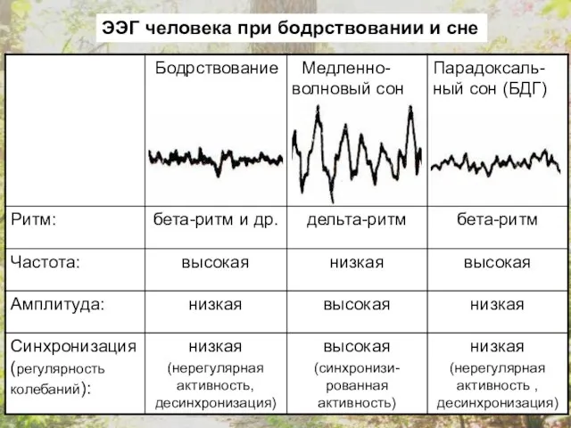 ЭЭГ человека при бодрствовании и сне