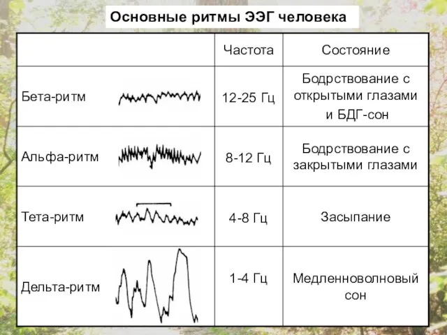 Основные ритмы ЭЭГ человека