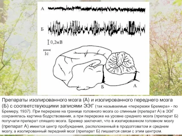 Препараты изолированного мозга (А) и изолированного переднего мозга (Б) с соответствующими записями