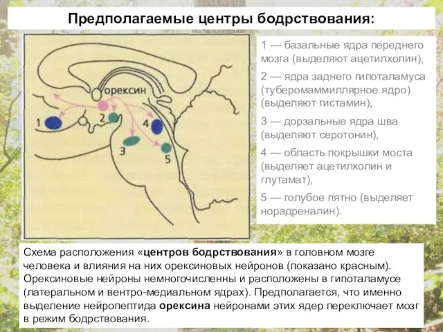 Схема расположения «центров бодрствования» в головном мозге человека и влияния на них